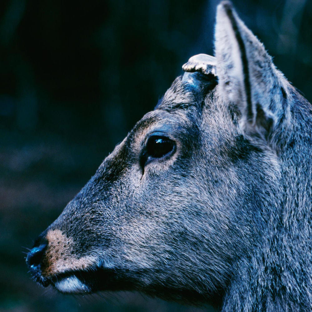 toe - the book about my idle plot on a vague anxiety ("DEER GLISTEN" BLUE VINYL)